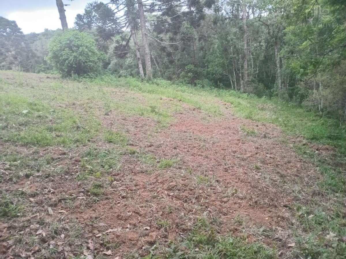 Sítio à venda com 3 quartos - Colonia Muici,São José dos Pinhais