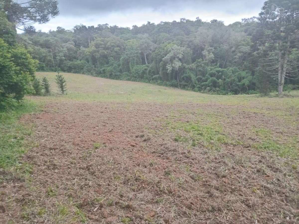 Sítio à venda com 3 quartos - Colonia Muici,São José dos Pinhais